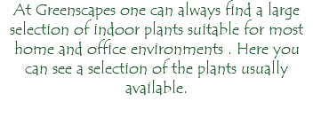 At Greenscapes one can always find a large selection of indoor plants suitable for most home and office environments . Here you can see a selection of the plants usually available. 